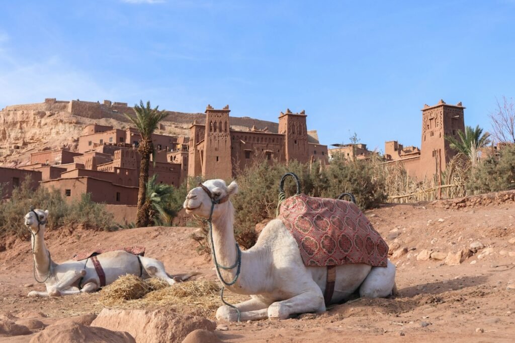 Camels resting below the ksar of Ait Benhaddou