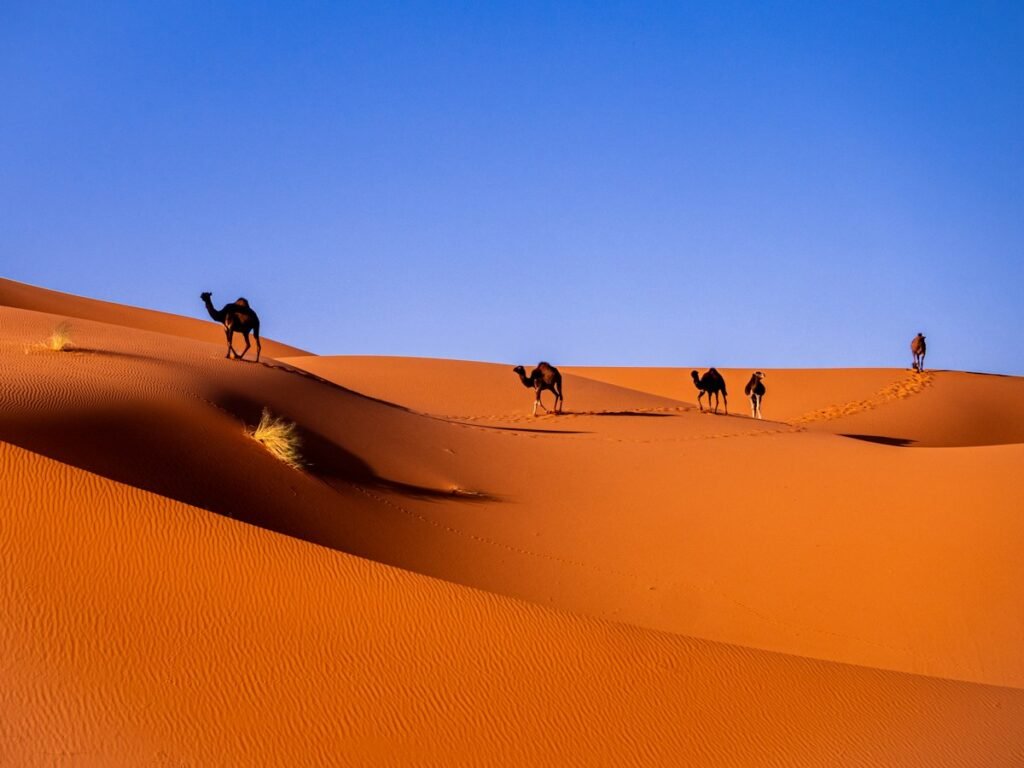 Camels walking across orange Sahara dunes, the way a camel trek in Morocco crosses the desert from M'hamid